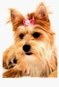 Hair Bows