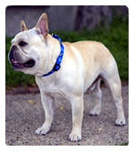 Collars & Leashes