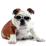 Doggles Protective Eyewear