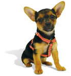 Harnesses