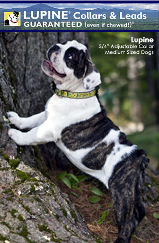 Lupine Collars Have A Lifetime Manufactuers Guarantee