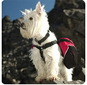 Approach Pack