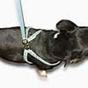 Sophia Harnesses are made of buttery soft leather and inlaid with Swarovski crystals